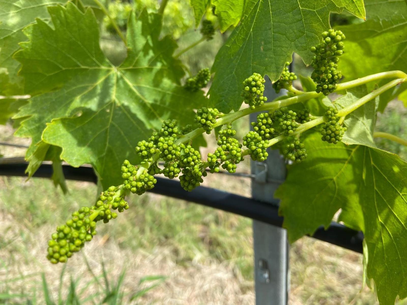 Tenuta Le Mandorlaie, Agriturismo In 스칸사노 외부 사진