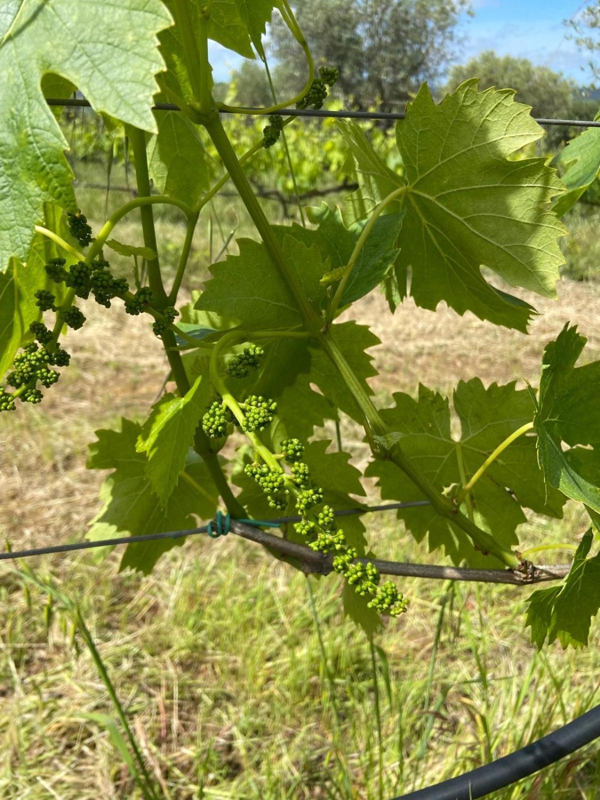 Tenuta Le Mandorlaie, Agriturismo In 스칸사노 외부 사진
