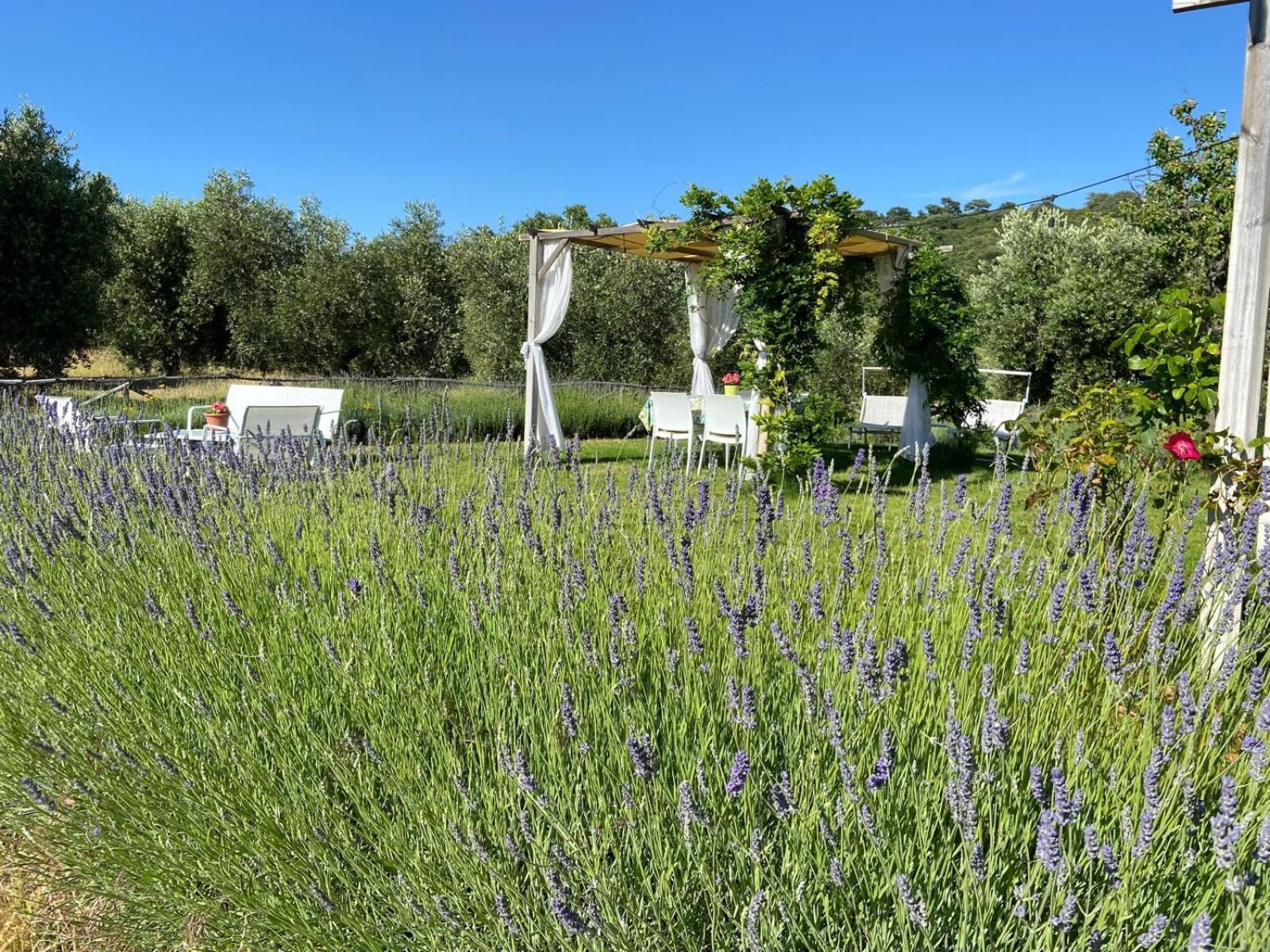 Tenuta Le Mandorlaie, Agriturismo In 스칸사노 외부 사진