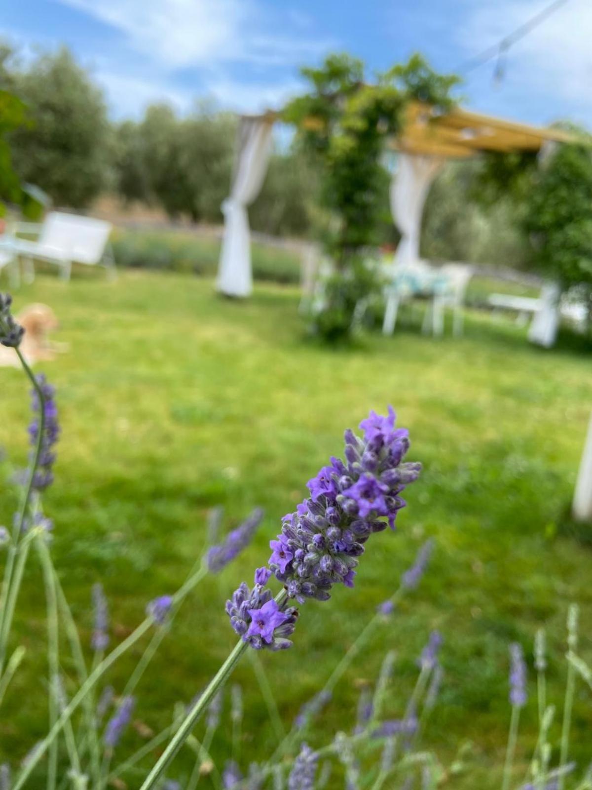 Tenuta Le Mandorlaie, Agriturismo In 스칸사노 외부 사진
