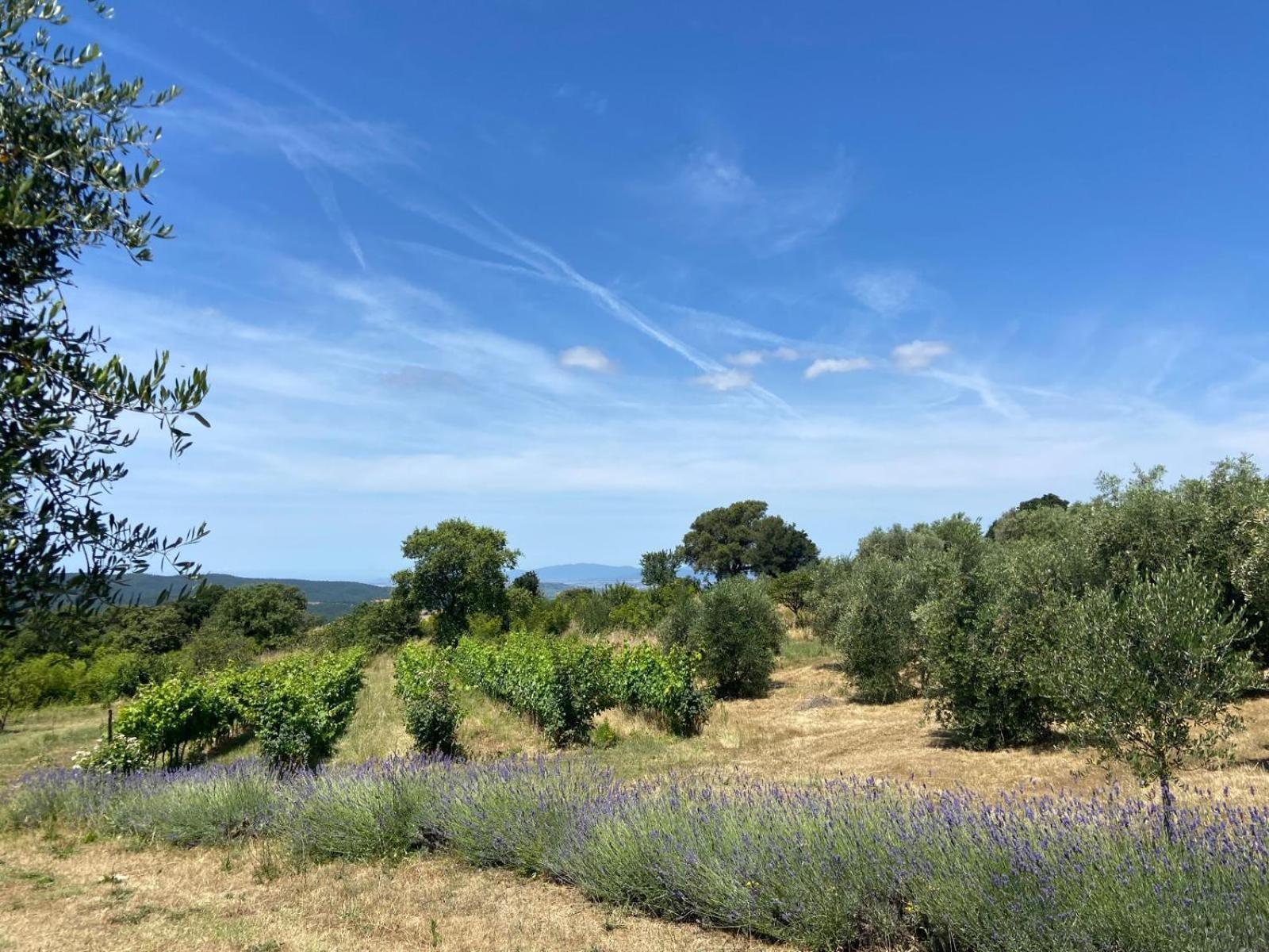 Tenuta Le Mandorlaie, Agriturismo In 스칸사노 외부 사진
