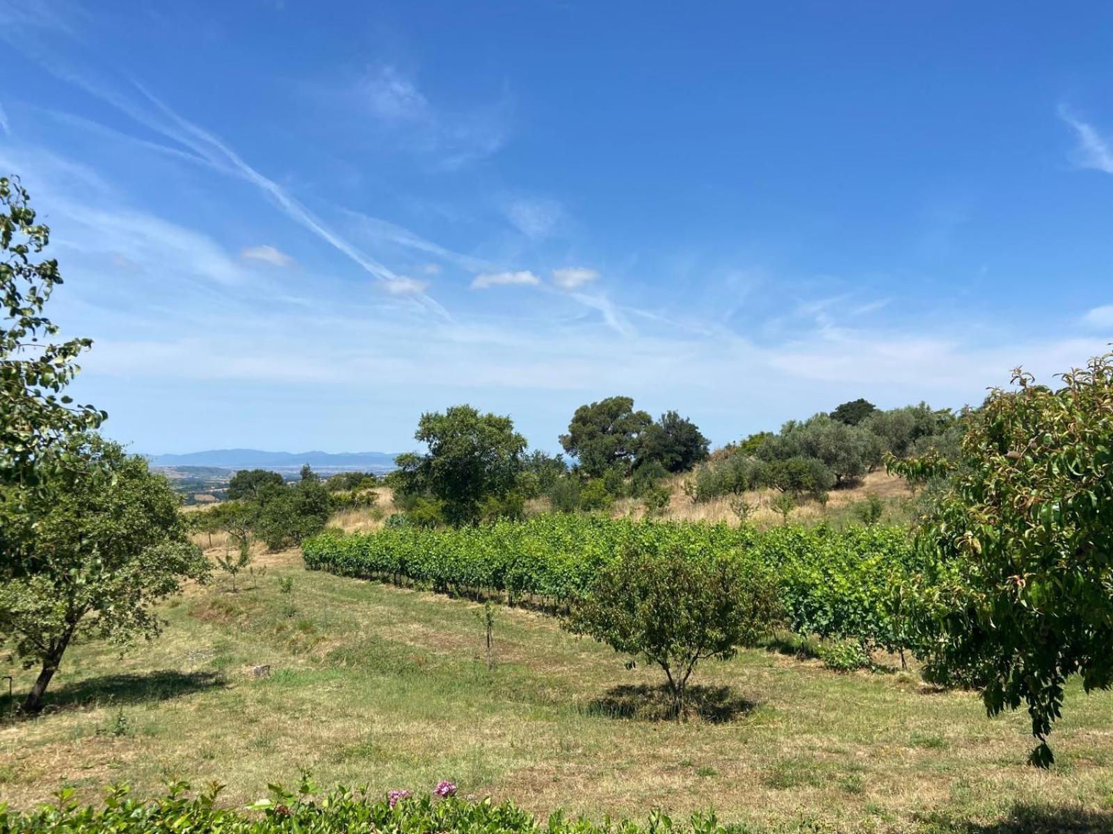 Tenuta Le Mandorlaie, Agriturismo In 스칸사노 외부 사진